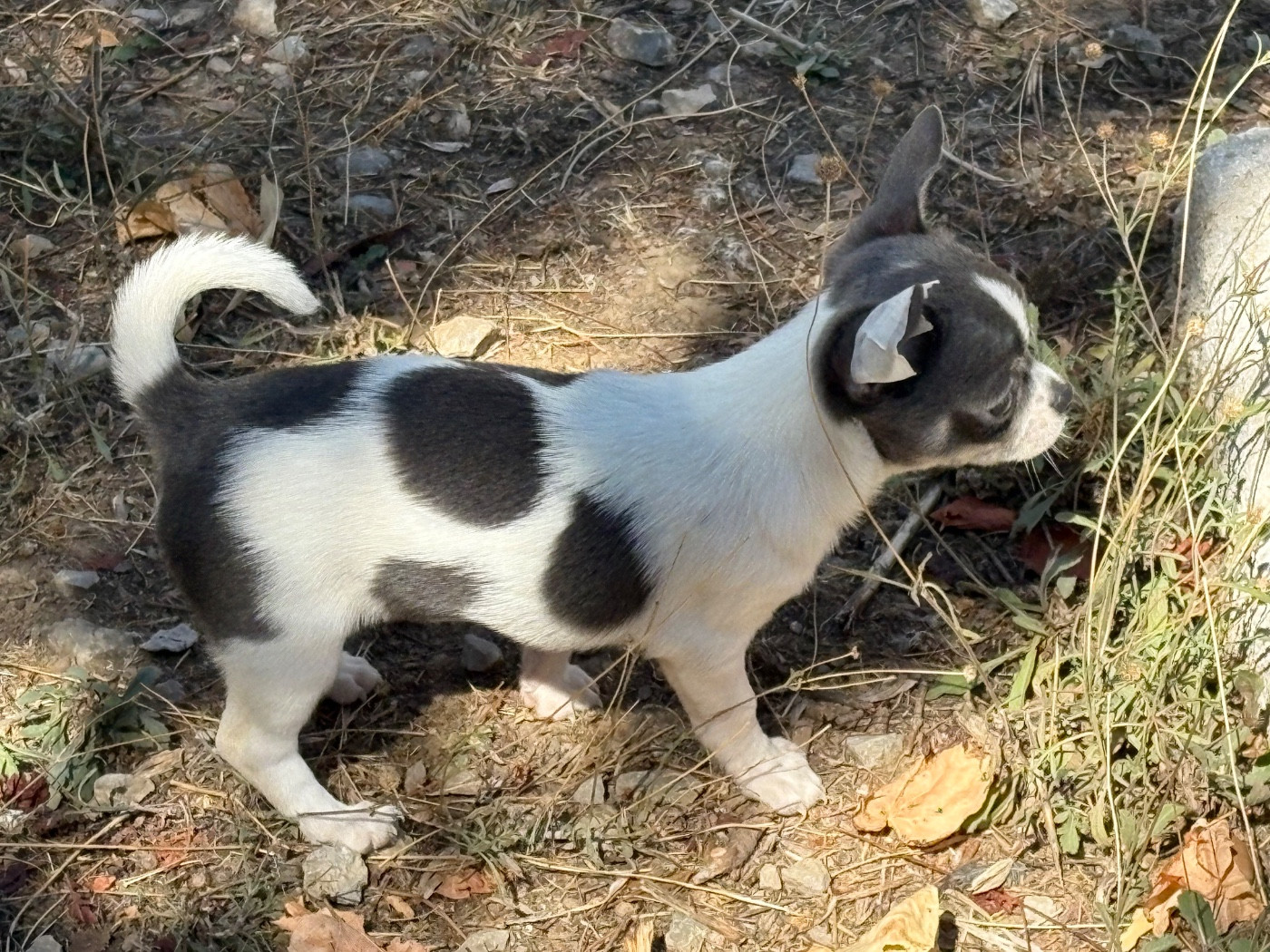 Des Roses De Lolita - Chiots disponibles - Chihuahua