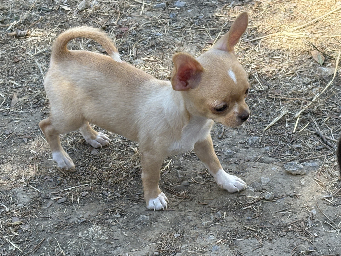 Des Roses De Lolita - Chiots disponibles - Chihuahua