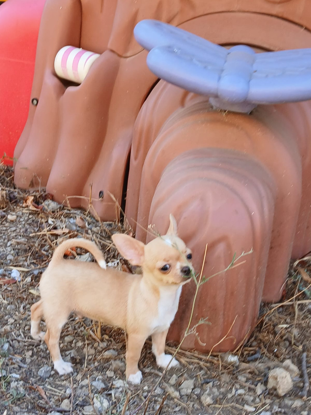 Des Roses De Lolita - Chiots disponibles - Chihuahua