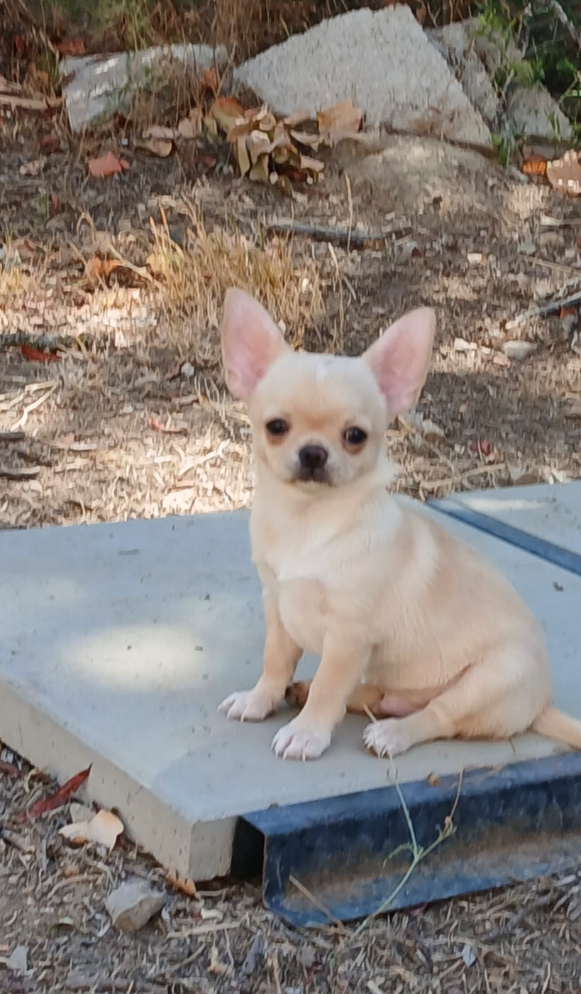 Des Roses De Lolita - Chiots disponibles - Chihuahua