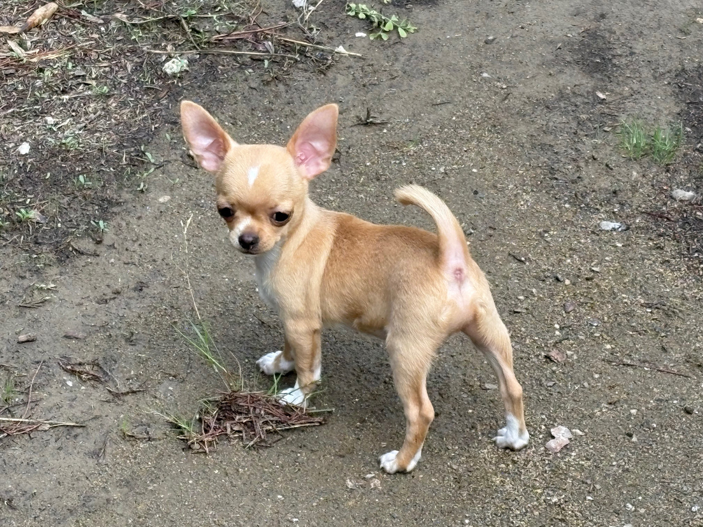 Des Roses De Lolita - Chiots disponibles - Chihuahua