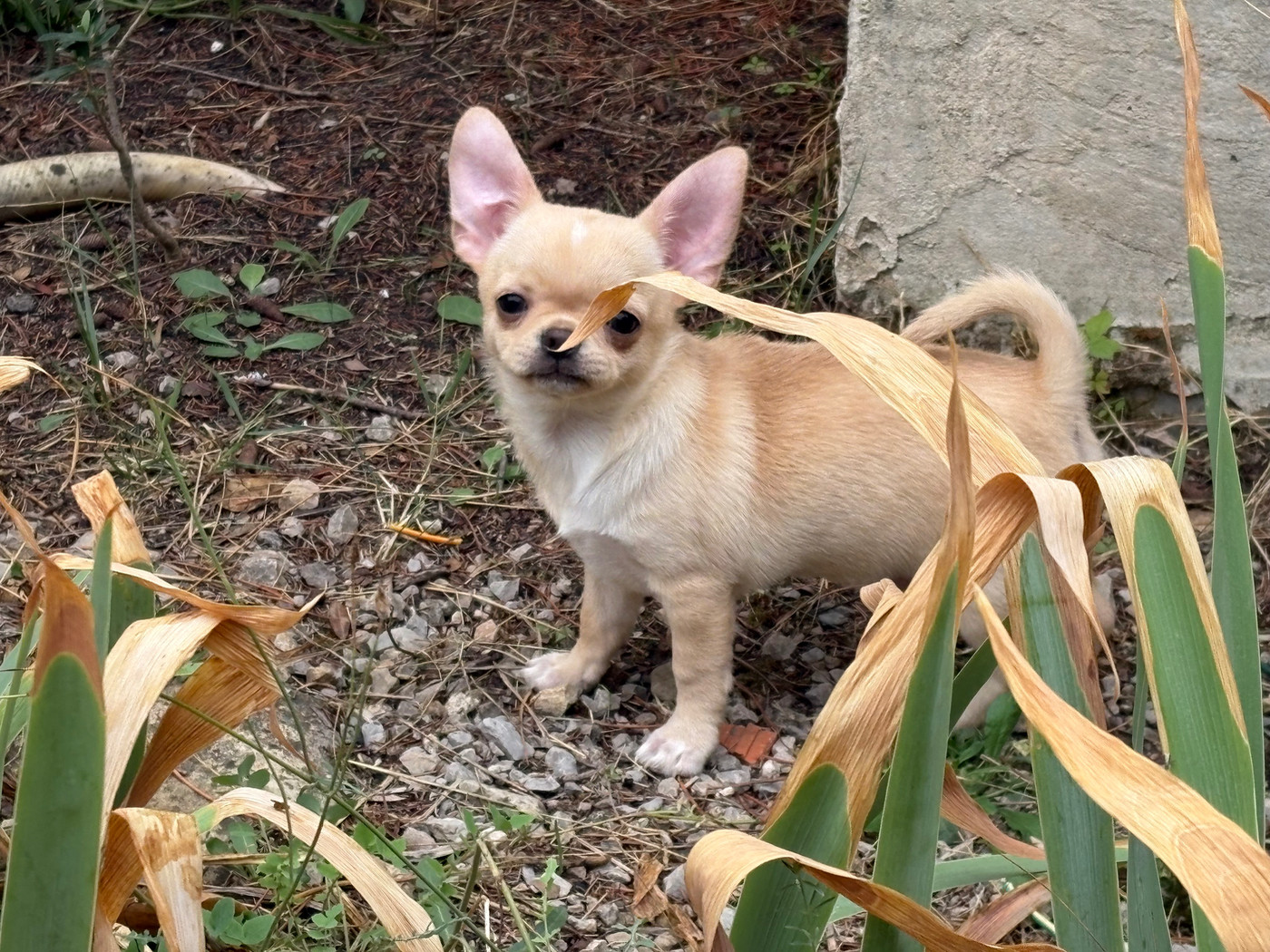 Des Roses De Lolita - Chiots disponibles - Chihuahua