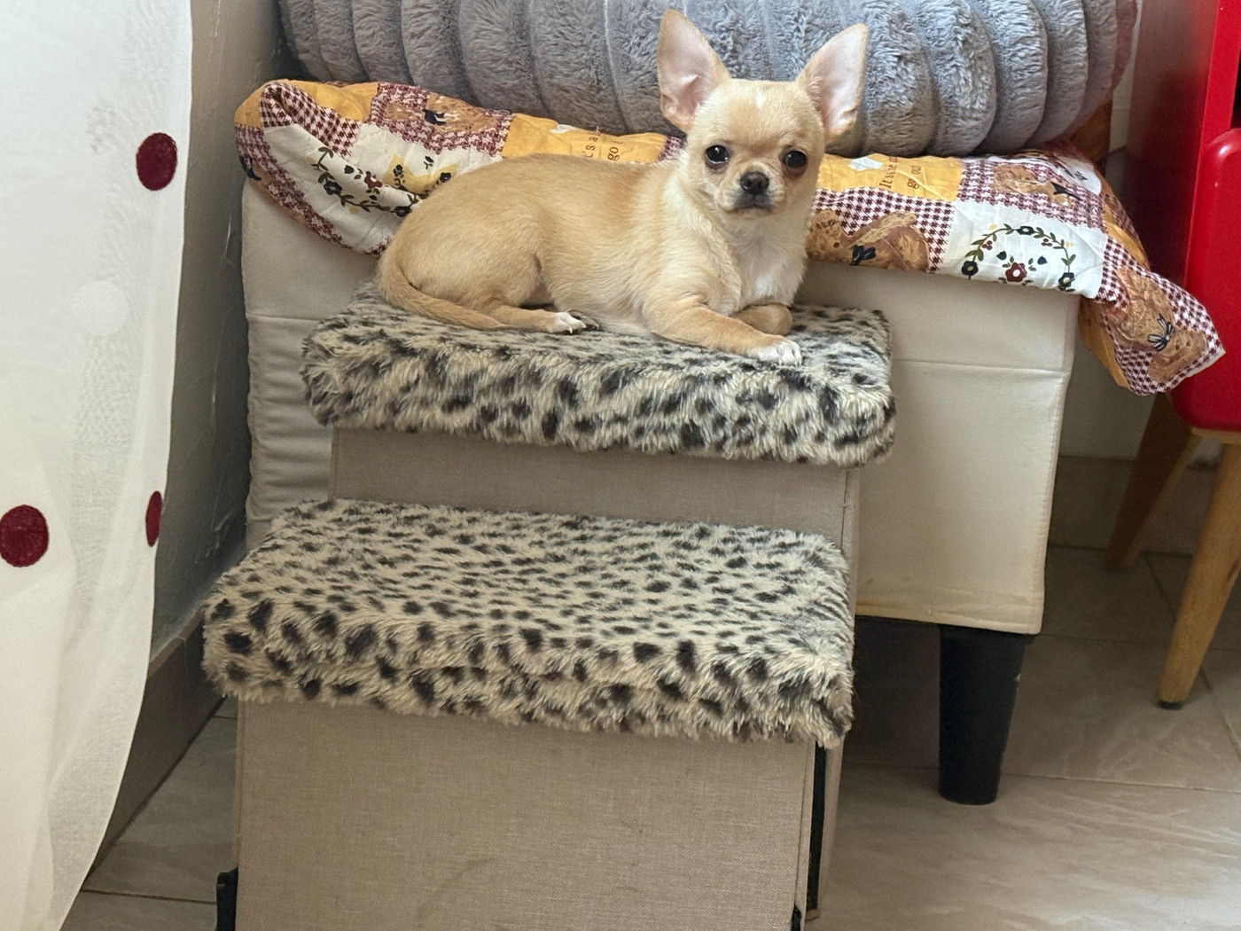 Des Roses De Lolita - Chiots disponibles - Chihuahua