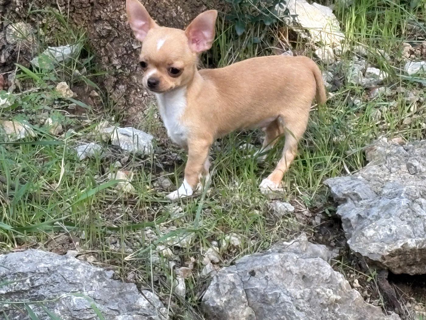 Des Roses De Lolita - Chiots disponibles - Chihuahua