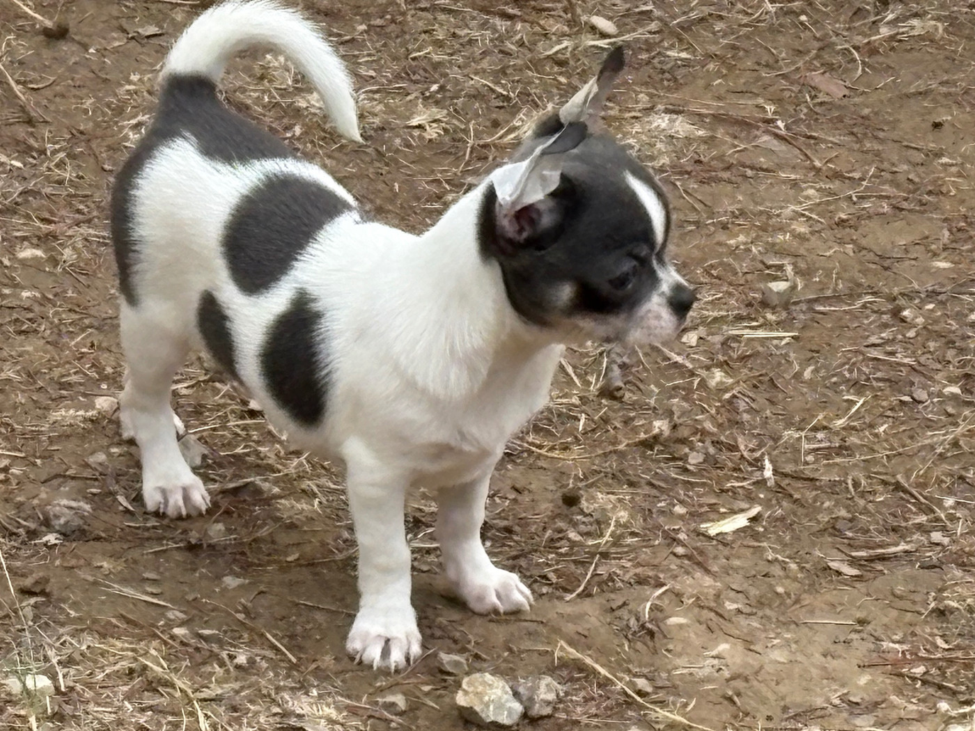 Des Roses De Lolita - Chiots disponibles - Chihuahua