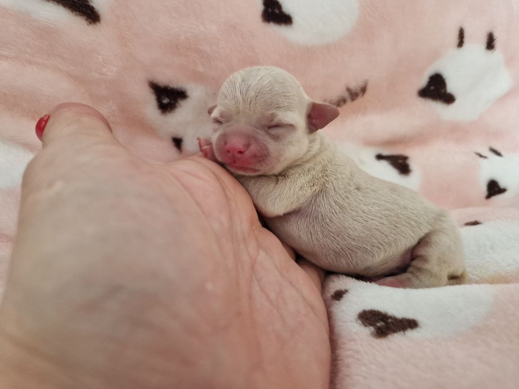 Des Roses De Lolita - Chiots disponibles - Chihuahua