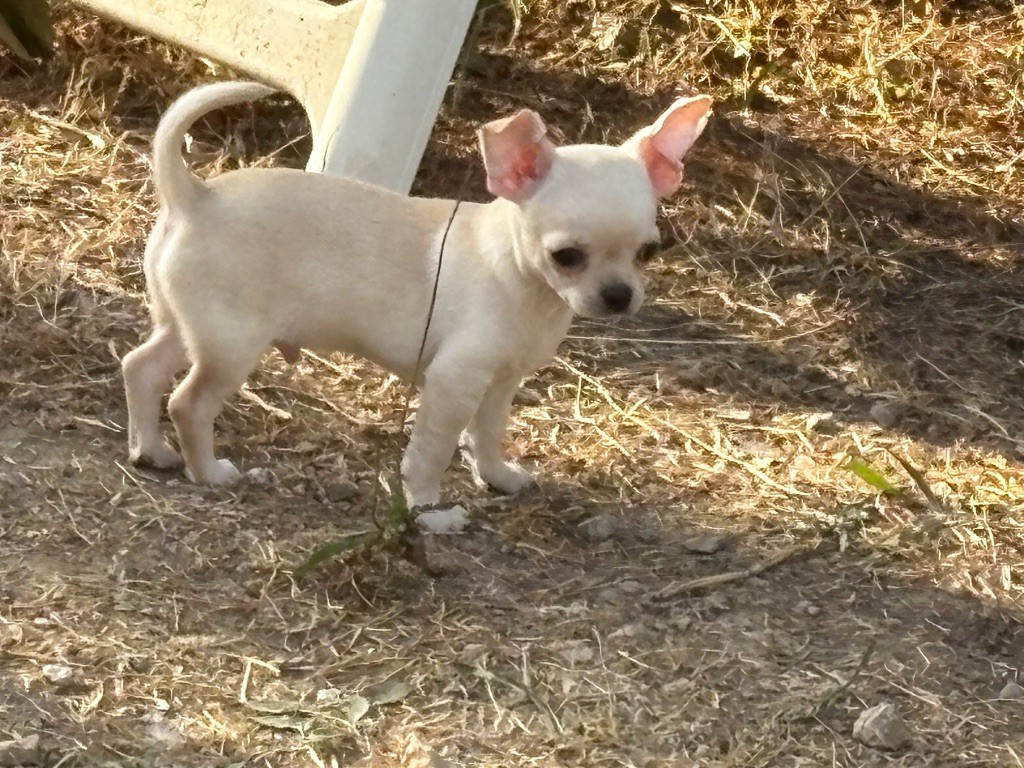 Des Roses De Lolita - Chiots disponibles - Chihuahua