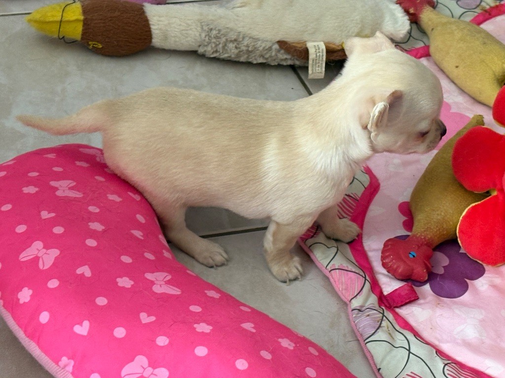 Des Roses De Lolita - Chiots disponibles - Chihuahua