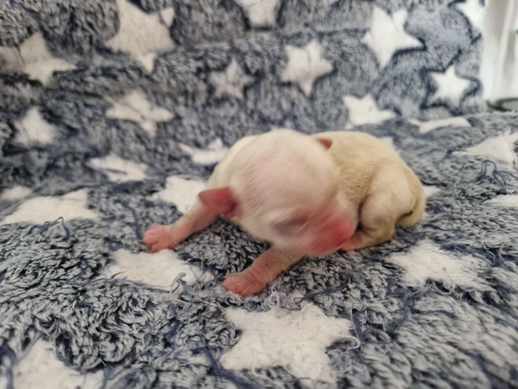 Des Roses De Lolita - Chiots disponibles - Chihuahua