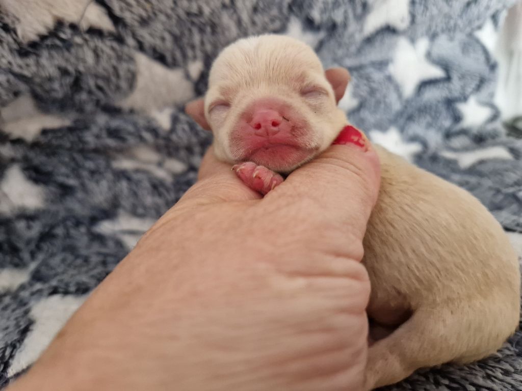 Des Roses De Lolita - Chiots disponibles - Chihuahua
