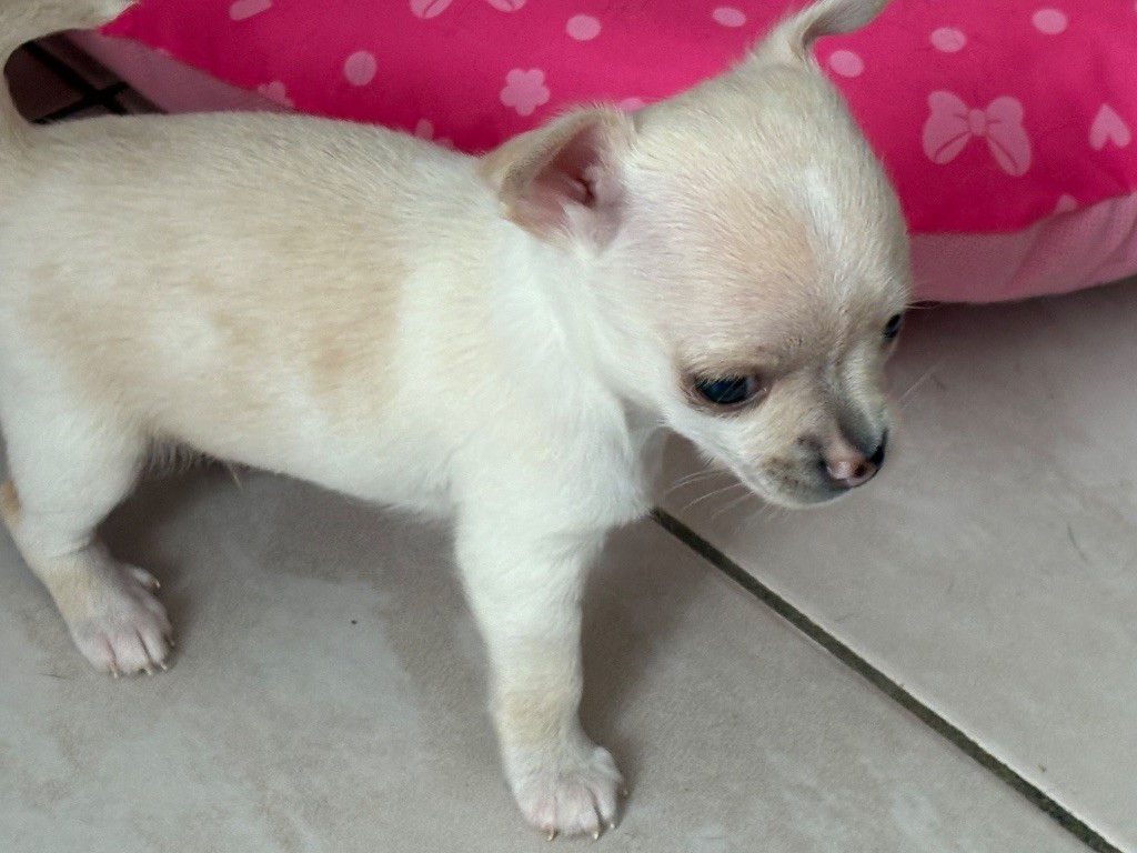 Des Roses De Lolita - Chiots disponibles - Chihuahua