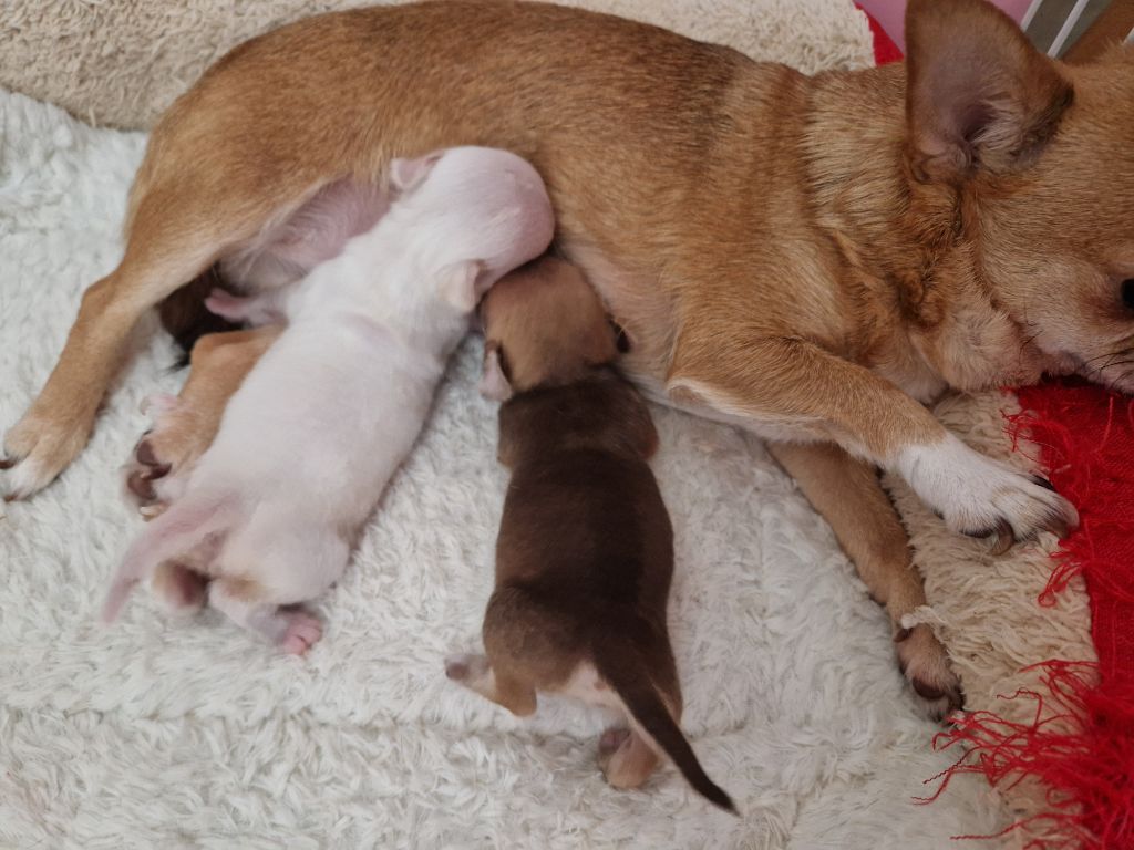 Chiot Chihuahua Des Roses De Lolita