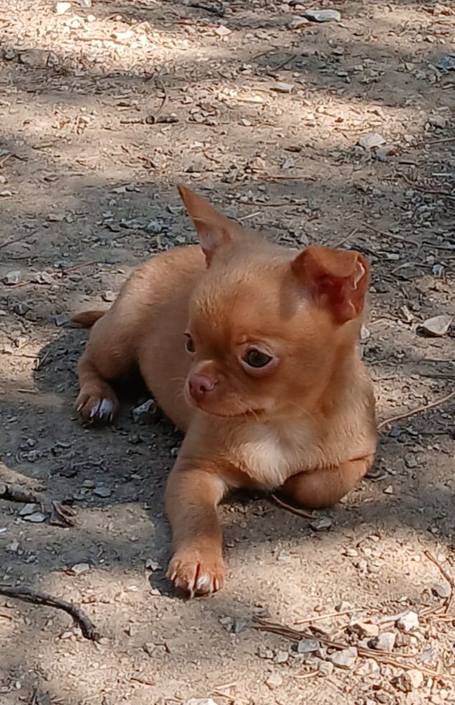 Des Roses De Lolita - Chiots disponibles - Chihuahua
