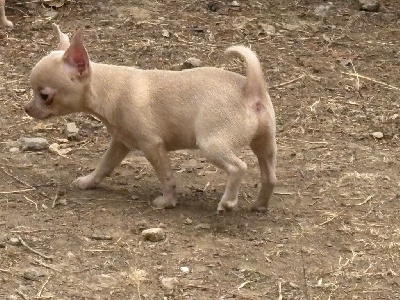 ABi