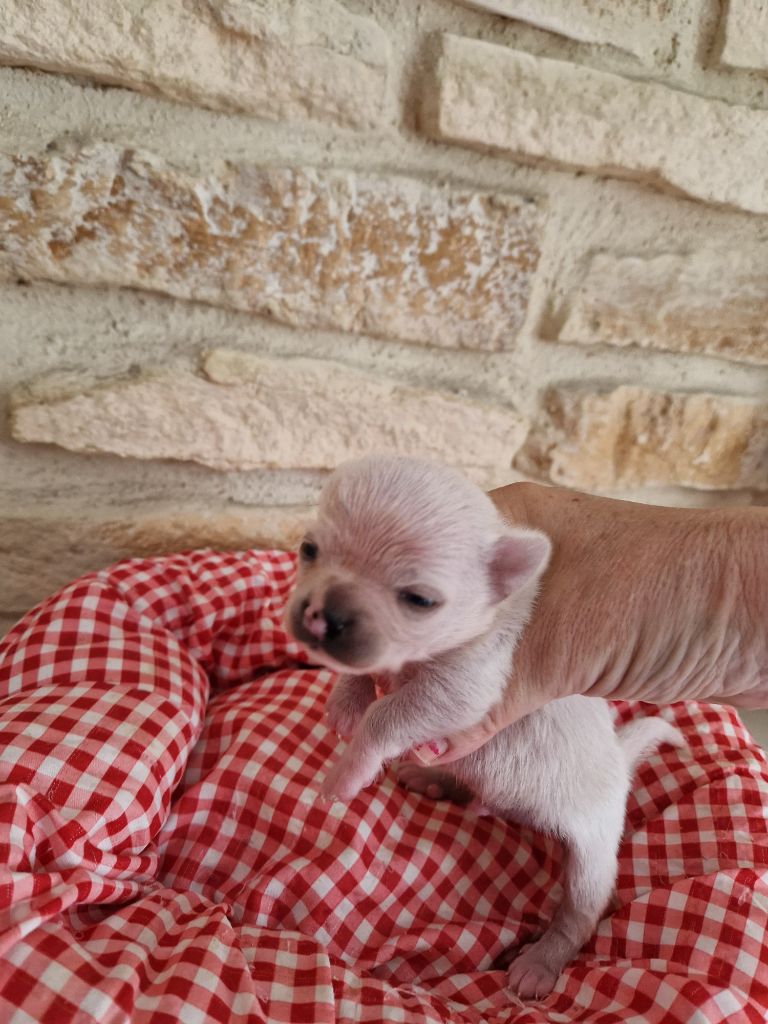 Des Roses De Lolita - Chiots disponibles - Chihuahua