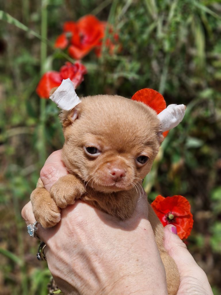 Des Roses De Lolita - Chiots disponibles - Chihuahua