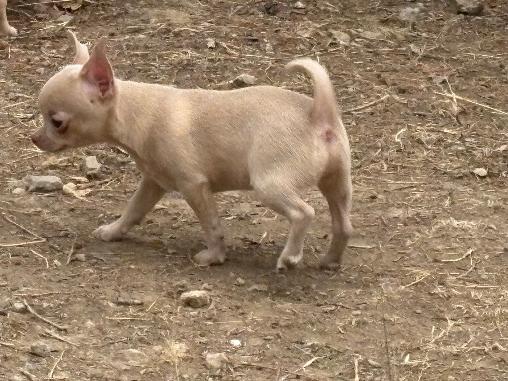 Des Roses De Lolita - Chiots disponibles - Chihuahua