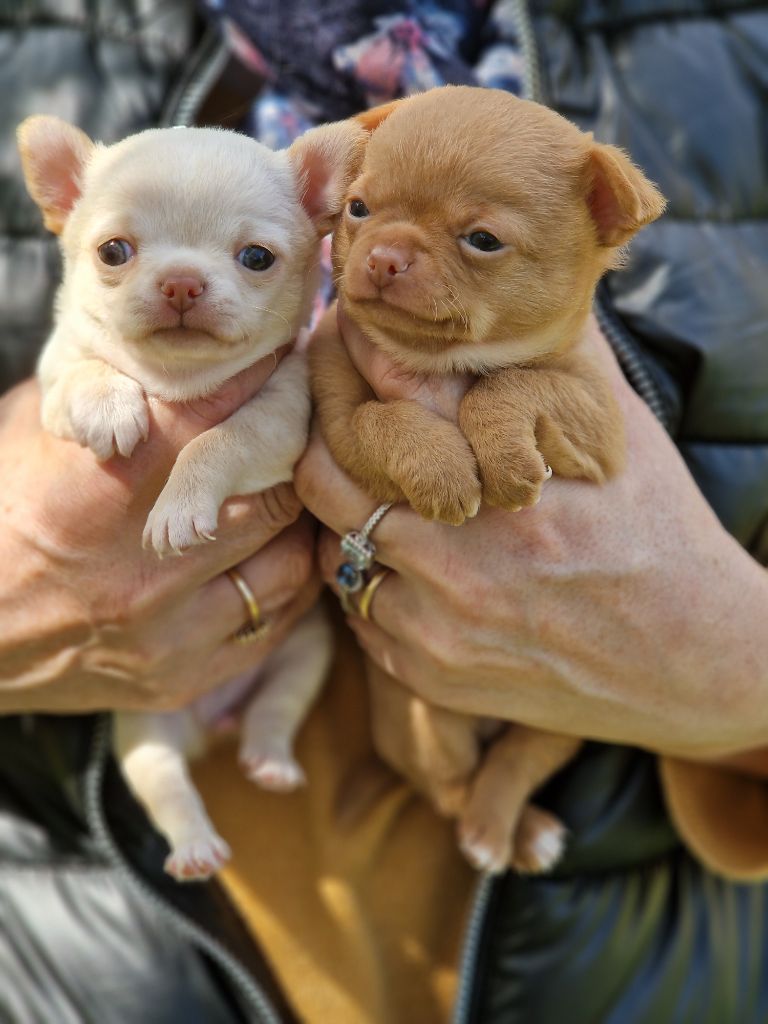 Chiot Chihuahua Des Roses De Lolita