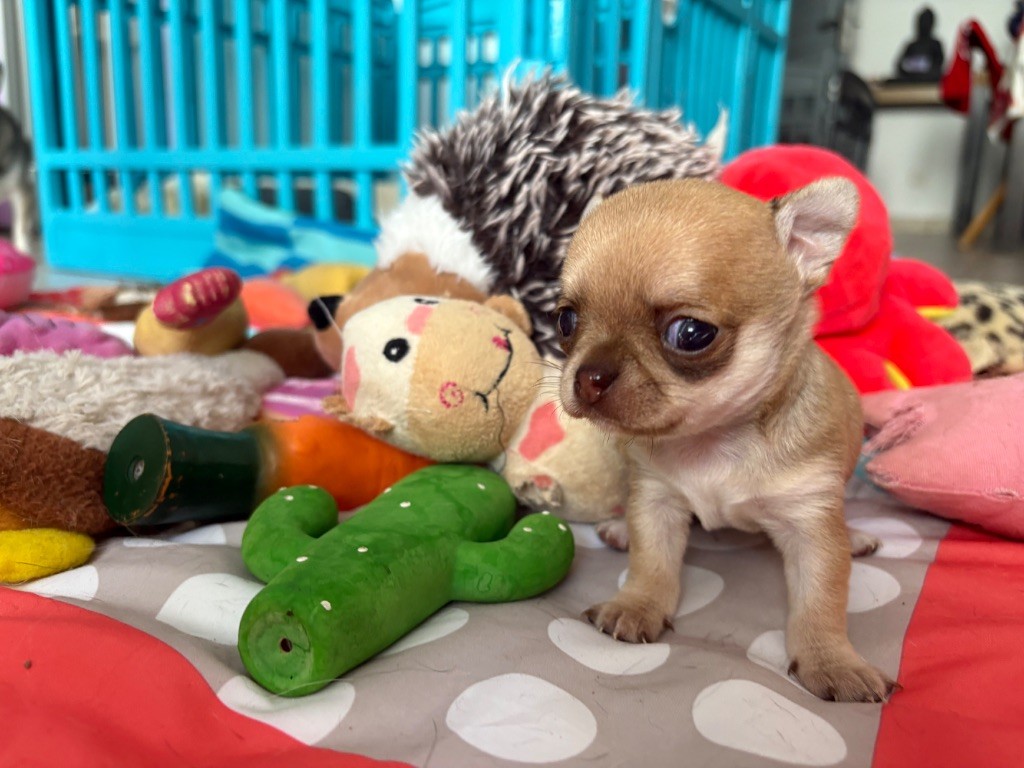 Des Roses De Lolita - Chiots disponibles - Chihuahua