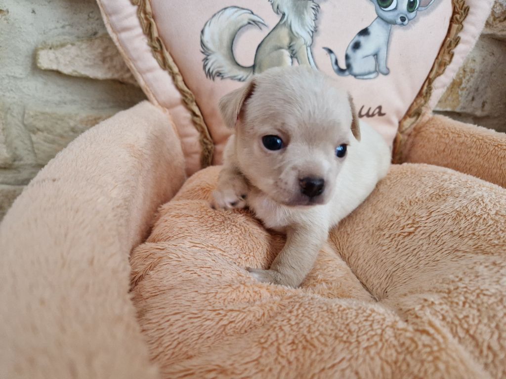 Des Roses De Lolita - Chiots disponibles - Chihuahua