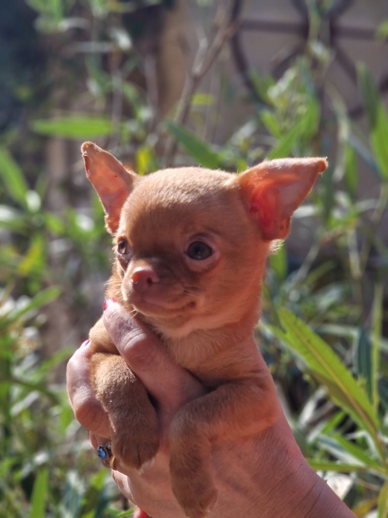 Des Roses De Lolita - Chiots disponibles - Chihuahua