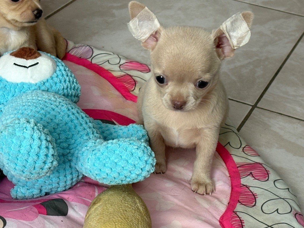 Des Roses De Lolita - Chiots disponibles - Chihuahua